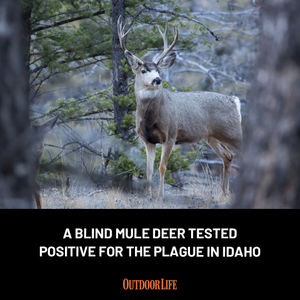 Image post by @outdoor_life on Instagram