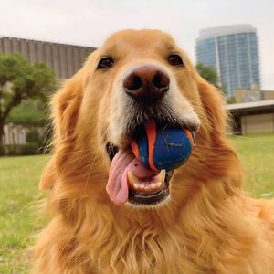 Image post by @petsmart on Instagram