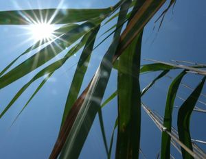 Image post by @charluttrell13 on Twitter