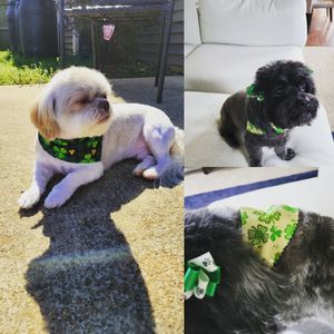 Image post by @yardycardy on Instagram