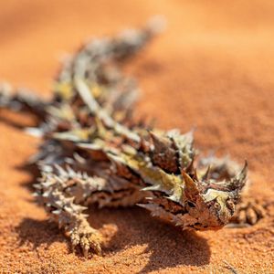 Image post by @animalplanet on Instagram