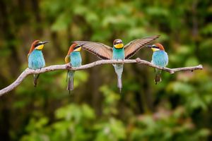 Image post by @Discovery on Twitter