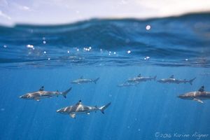 Image post by @discovery on Instagram
