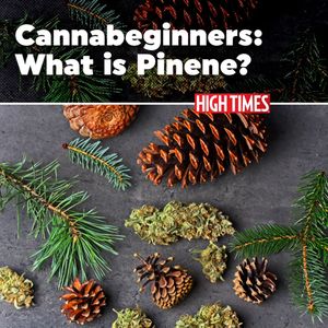 Image post by @hightimesmagazine on Instagram