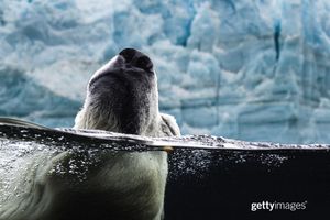 Image post by @gettyimages on Instagram