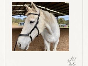 Image post by @ankehawkebalanceddressage on Facebook