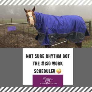 Image post by @equineidsolutions on Instagram