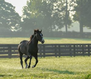 Image post by @spendthriftfarm on Instagram