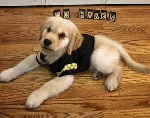 Image post by @iowaadmissions on Instagram