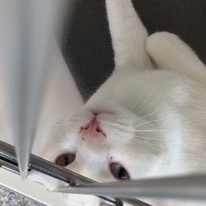 Image post by @animalplanet on Instagram