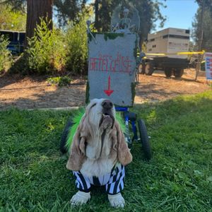 Image post by @walkinpets on Instagram