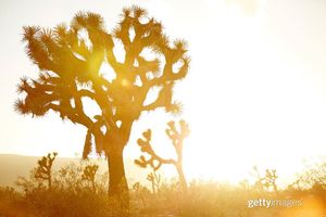 Image post by @gettyimages on Instagram