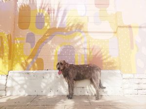 Image post by @thesavannahwolfhound on Instagram