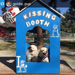 Image post by @goldenvoice on Instagram