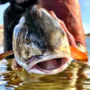 Image post by @toadfishoutfitters on Instagram