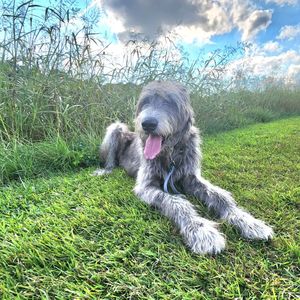 Image post by @thesavannahwolfhound on Instagram
