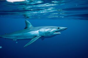 Image post by @animalplanet on Instagram