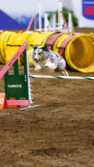 Video post by @YuMOVE.US on Facebook