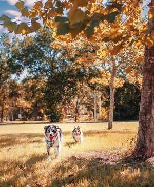 Image post by @evolvepetfood on Instagram