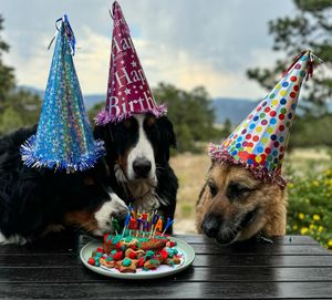 Image post by @officialsnowdog on Instagram