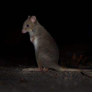 Image post by @animalplanet on Instagram