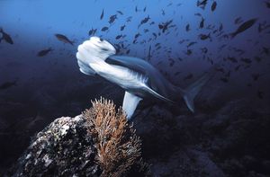 Image post by @discovery on Instagram