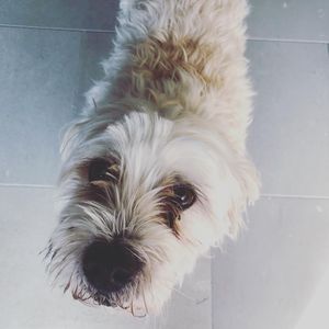 Image post by @bestforpetsmelb on Instagram