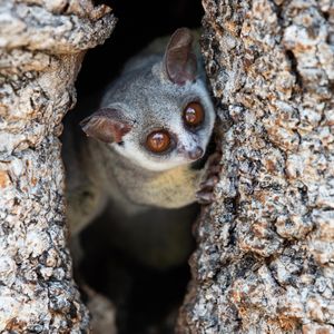 Image post by @animalplanet on Instagram