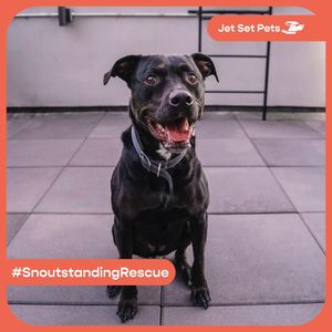Image post by @jetsetpets on Instagram