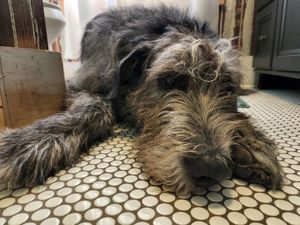 Image post by @thesavannahwolfhound on Instagram