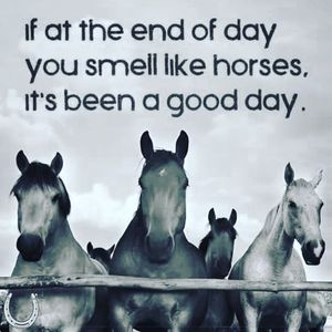 Image post by @snaffle_it on Instagram
