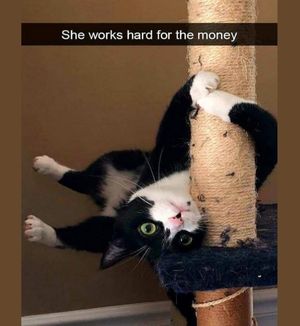 Image post by @bestforpetsmelb on Instagram