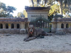 Image post by @thesavannahwolfhound on Instagram
