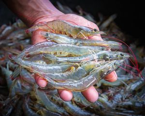 Image post by @toadfishoutfitters on Instagram