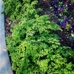 Image post by @bonnieplants on Instagram