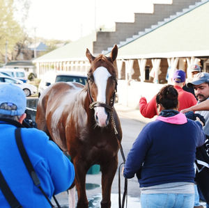 Image post by @spendthriftfarm on Instagram
