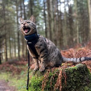 Image post by @totwpetfood on Twitter