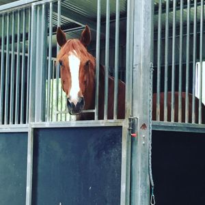Image post by @snaffle_it on Instagram