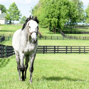 Image post by @spendthriftfarm on Instagram