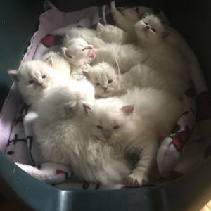 Image post by @bestforpetsmelb on Instagram