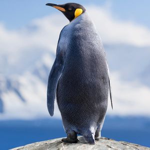 Image post by @animalplanet on Instagram