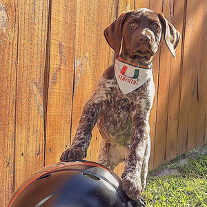 Image post by @univmiami on Instagram