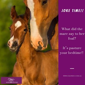 Image post by @equineidsolutions on Instagram