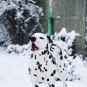 Image post by @pupcorntreats on Instagram
