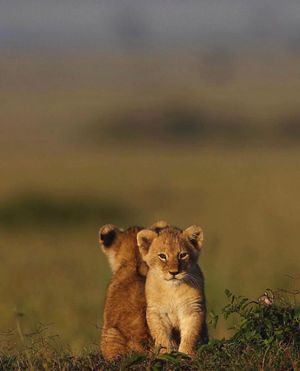 Image post by @discovery on Instagram