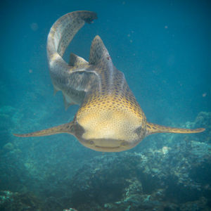 Image post by @animalplanet on Instagram