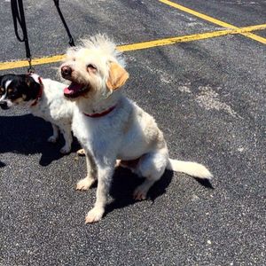 Image post by @animalplanet on Instagram