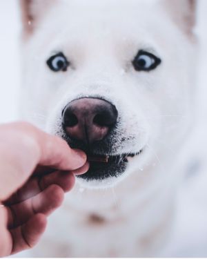Image post by @yourfuzzy on Instagram