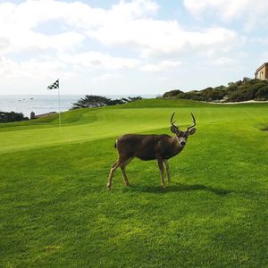 Image post by @pebblebeachresorts on Instagram