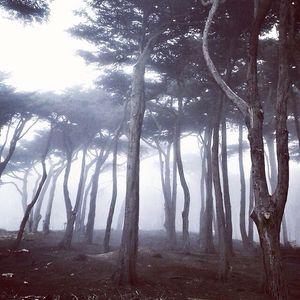 Image post by @onlyinsf on Instagram